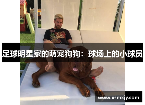 足球明星家的萌宠狗狗：球场上的小球员